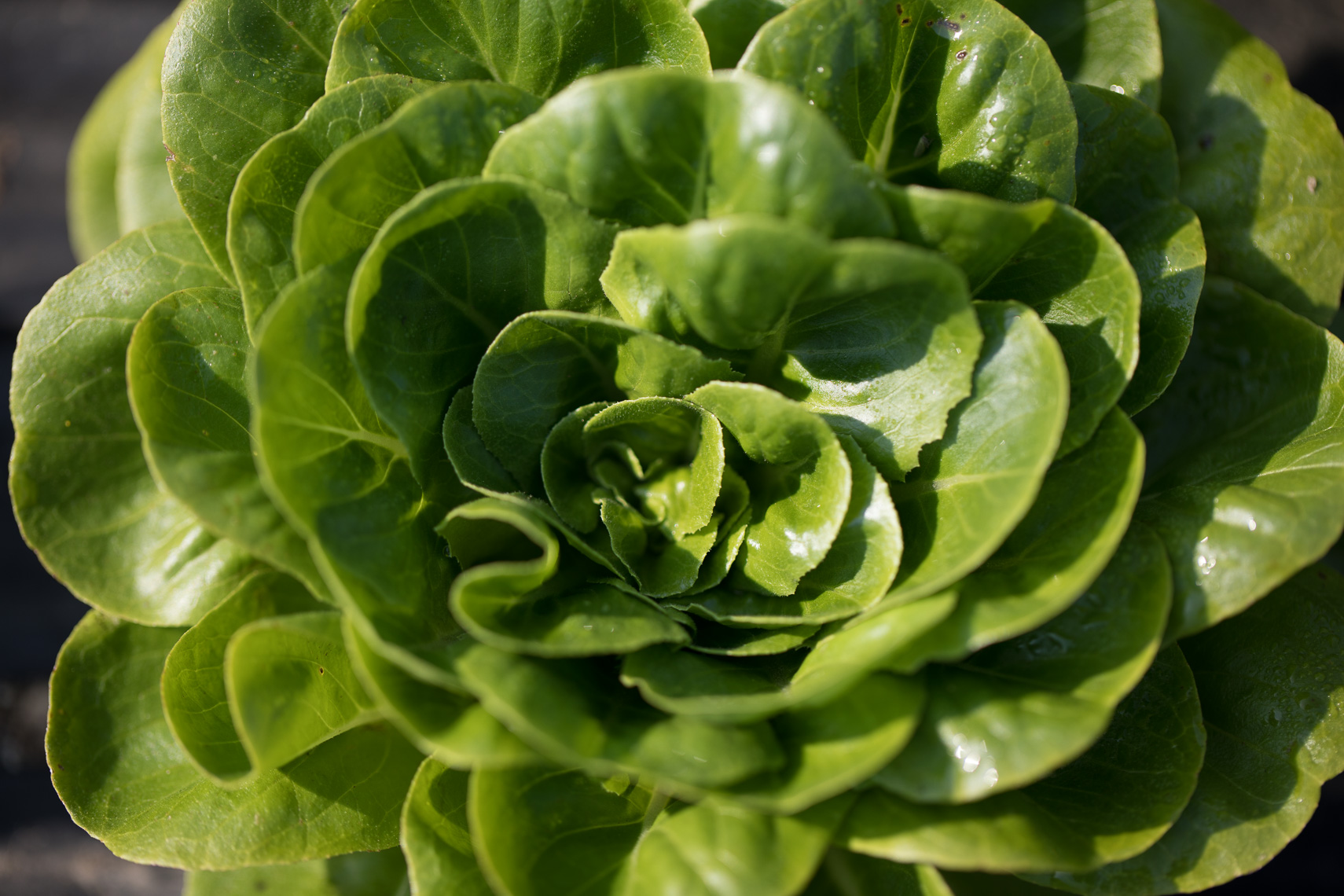Organic Farm
