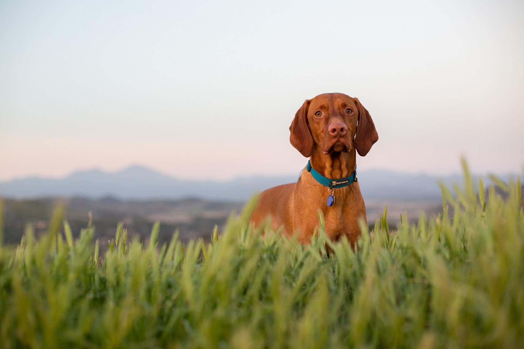 Hunting Dog Grass