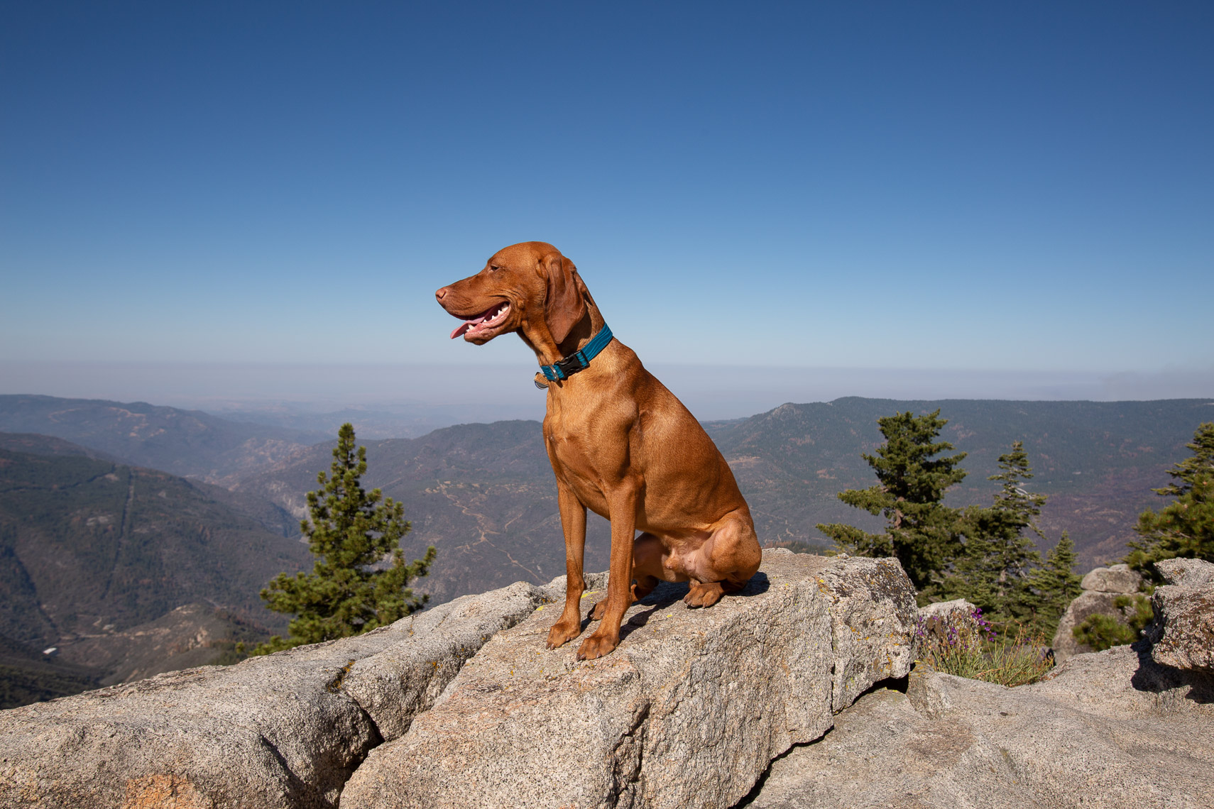 Dog Mountain Hike