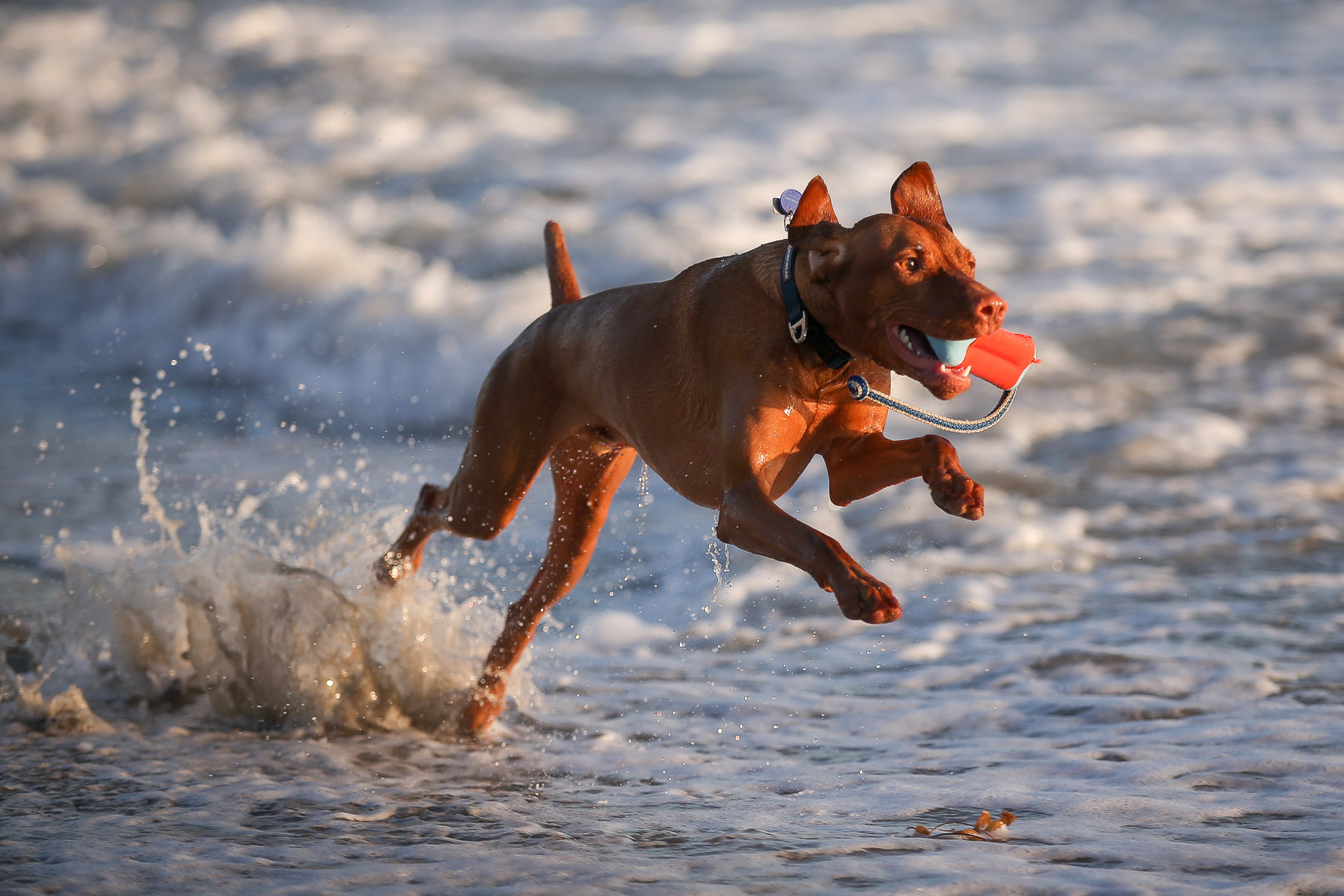 Dog Beach Fetch