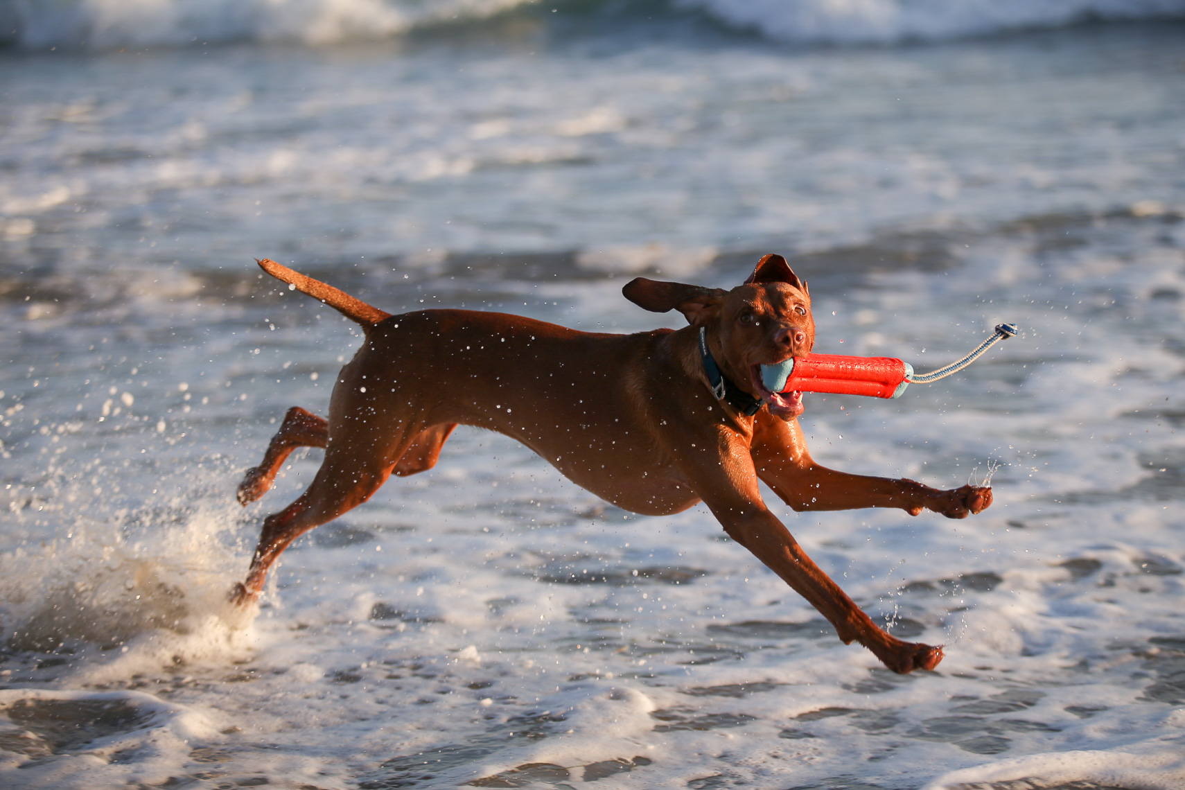 Dog Beach Fetch