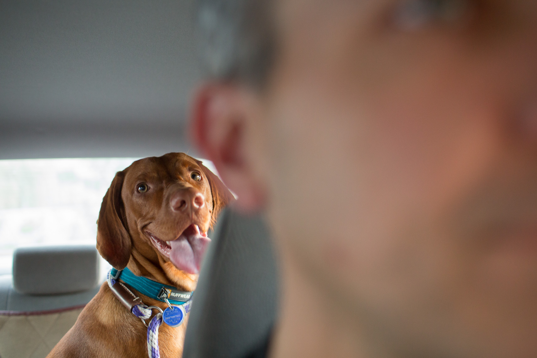 Dog Car Ride