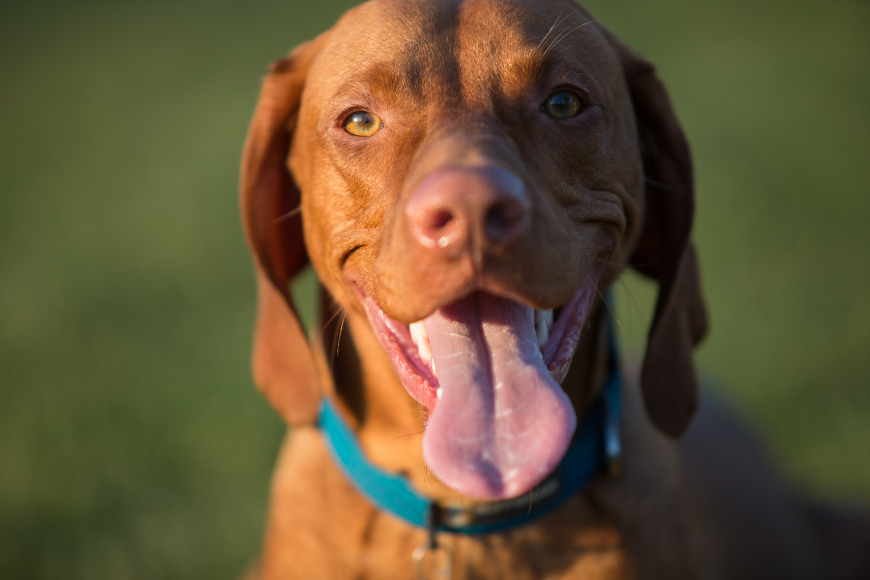 Happy Vizsla