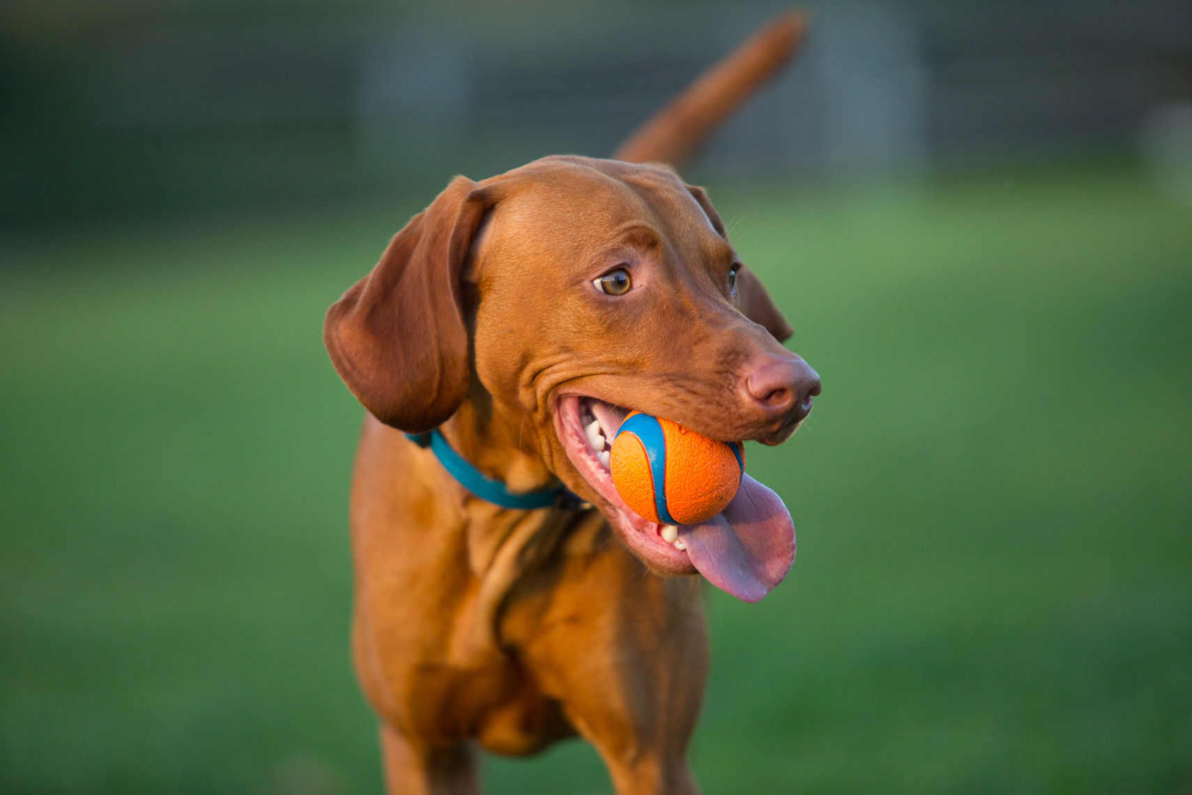 Vizsla Fetch