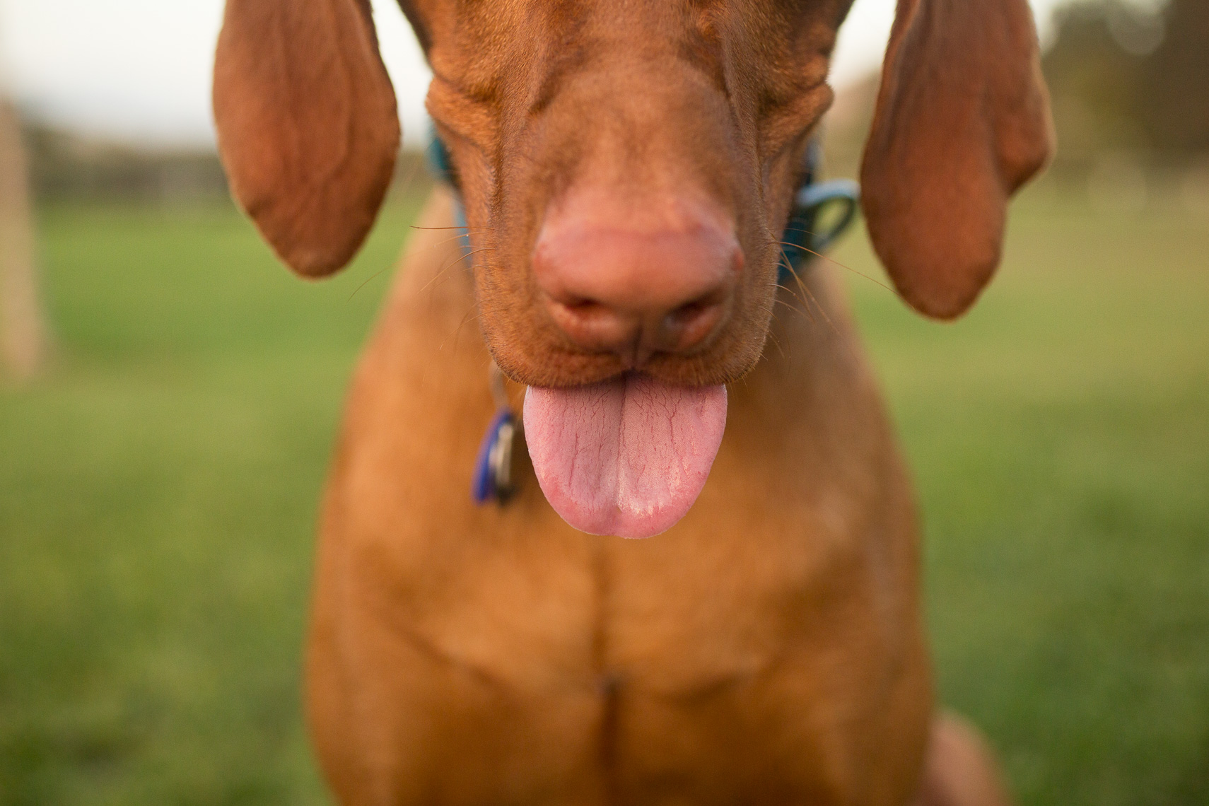Dog Tongue