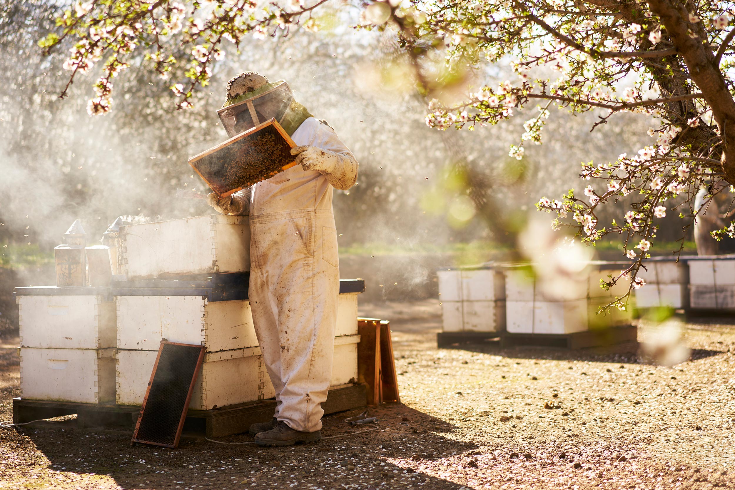 steve--work-almond_bloom0982-beekeeping-crop