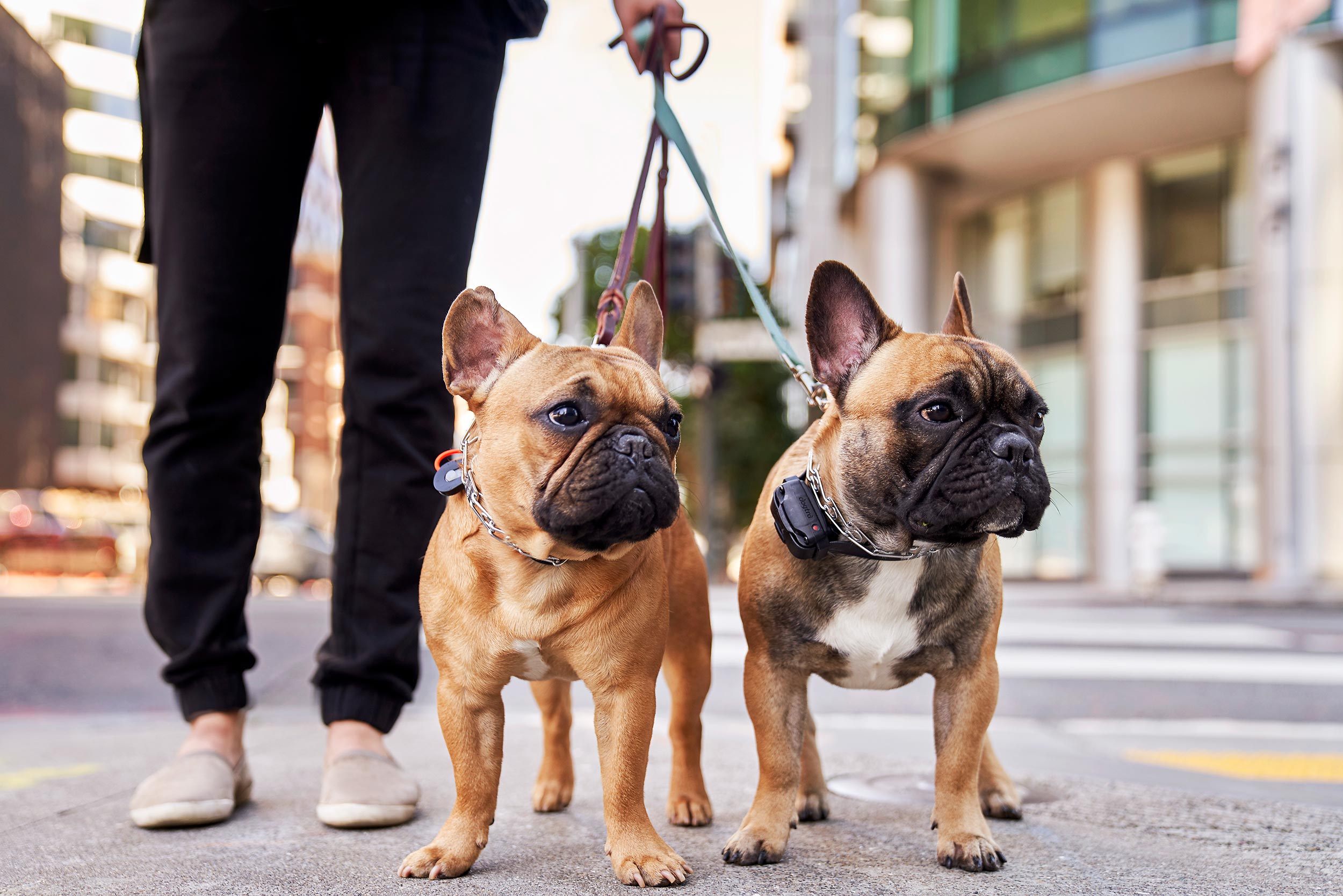 steve-lifestyle-onfido_0071-sf-dogs-frenchies-edit