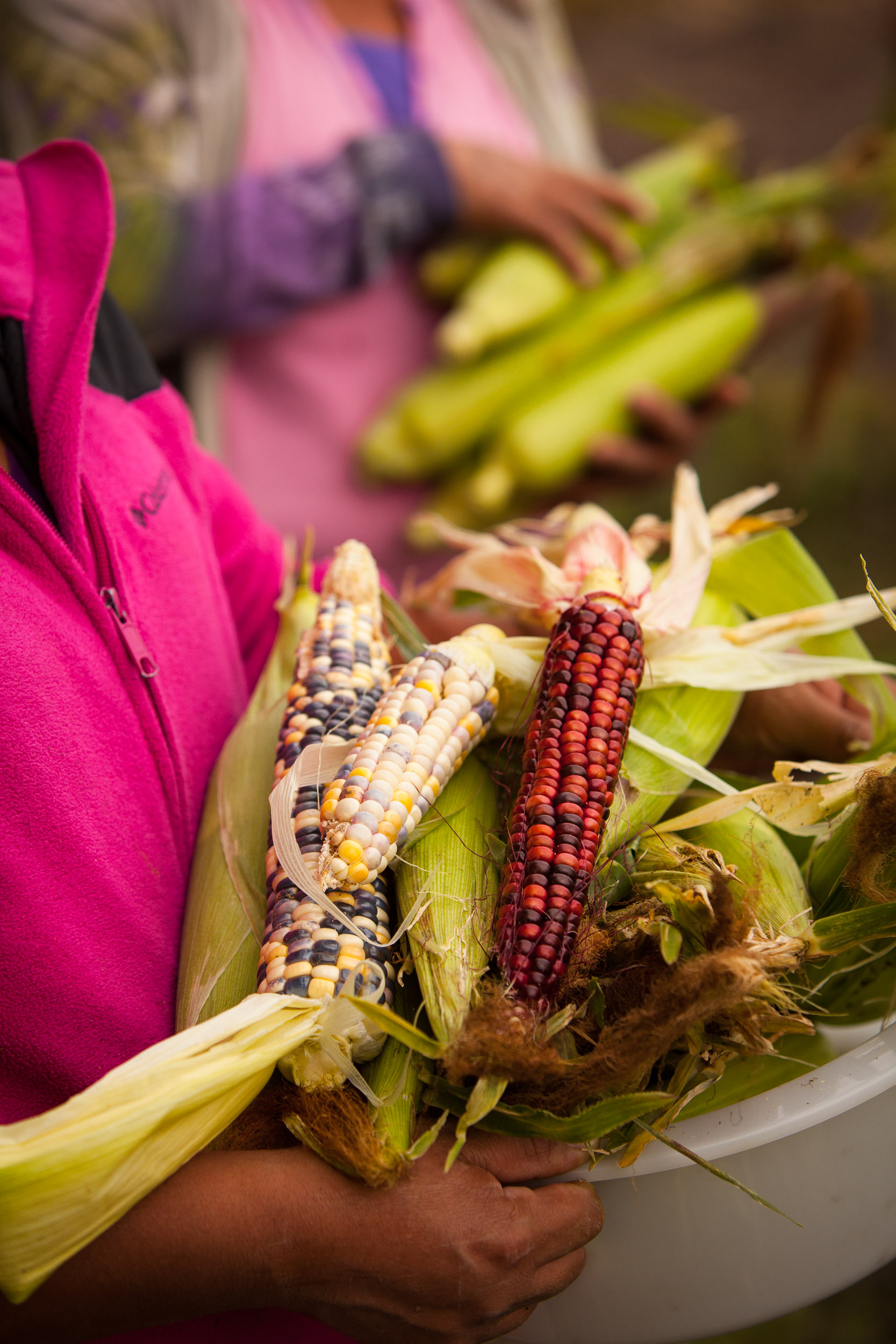 sundberg_agriculture-23